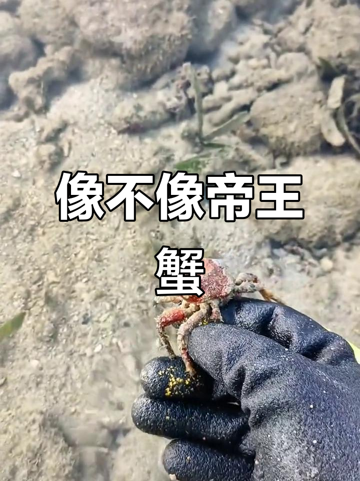 这只螃蟹和帝王蟹有关系吗?赶海抓捕现场揭秘
