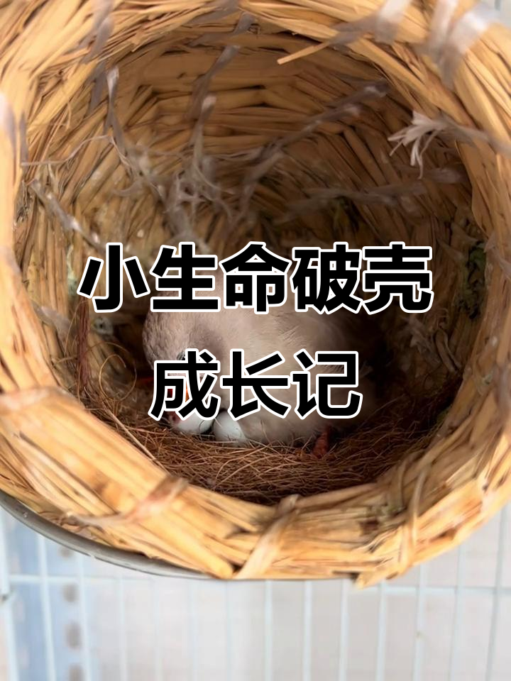 珍珠鸟宝宝出生全过程,爸妈辛苦孵化14天