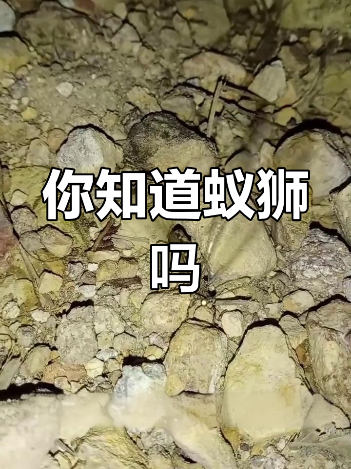 蚁狮怪兽图片