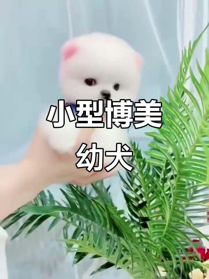 博美幼犬700元,迷你茶杯犬等你带回家