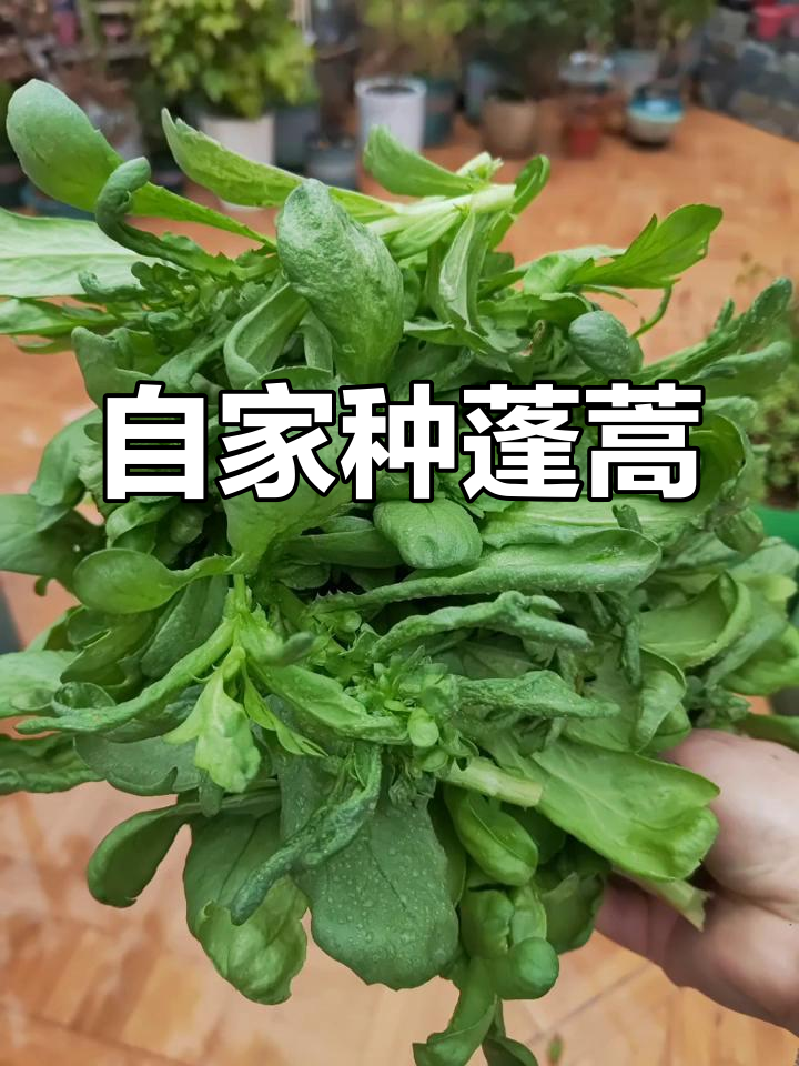 自家小院种的蓬蒿,嫩绿又健康