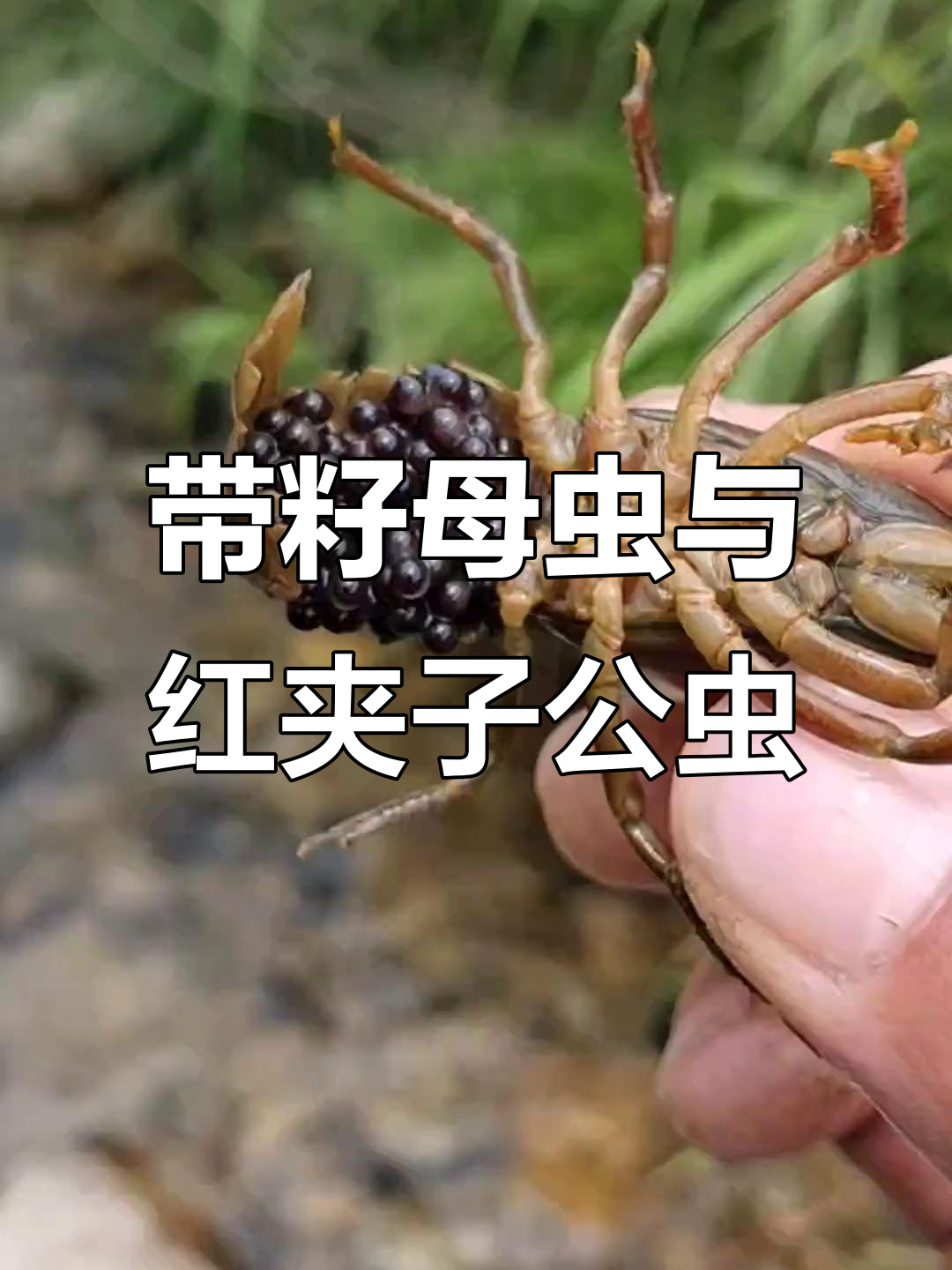 抓到带籽的母虫,公虫全都是打工仔