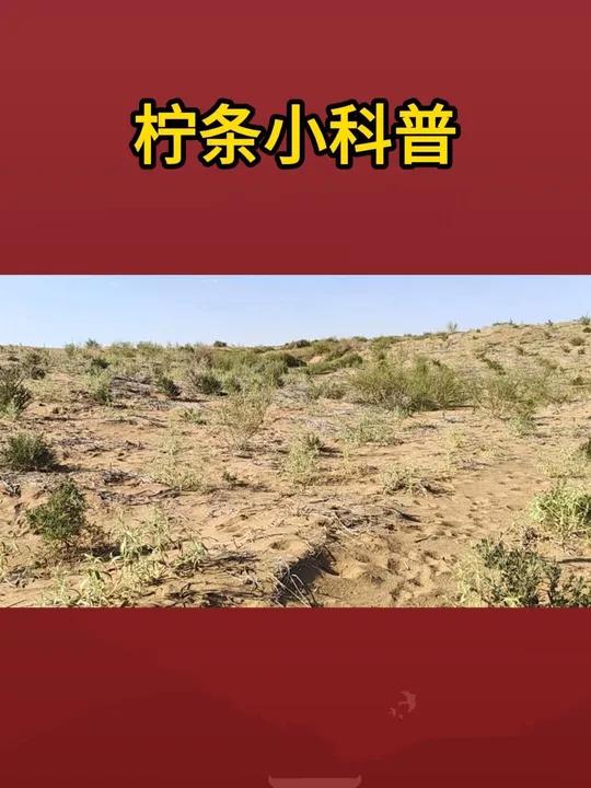 这就是你在蚂蚁森林种的柠条,快来看看长啥样?