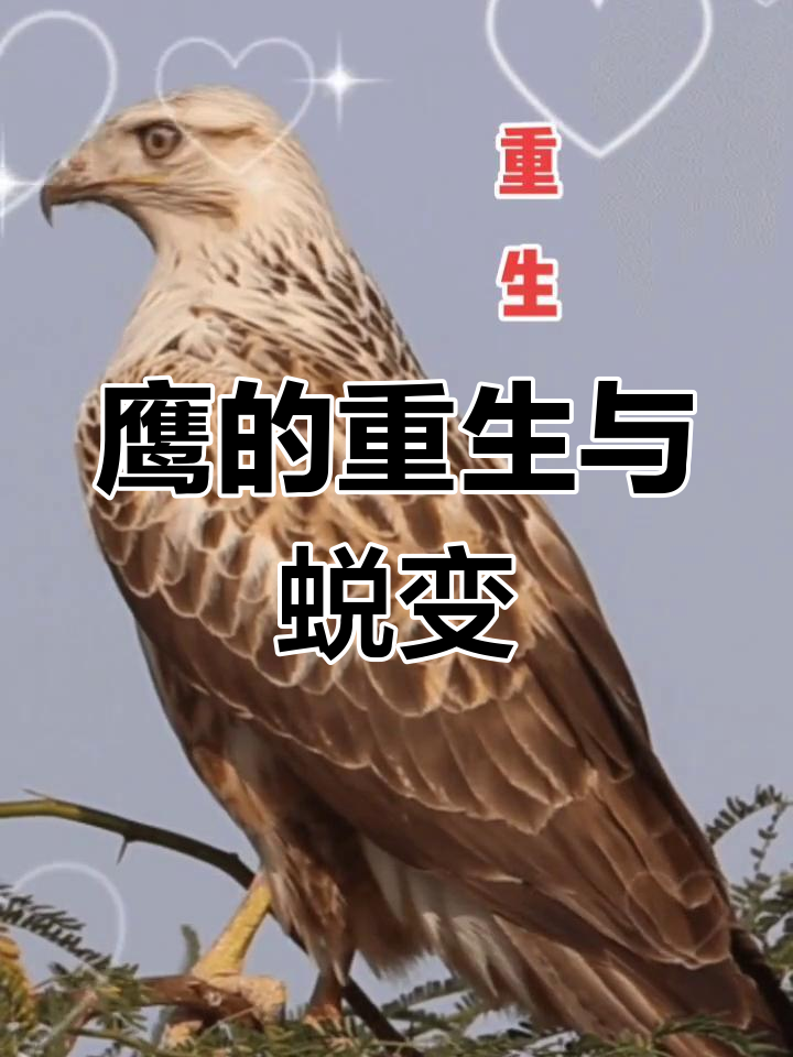 鹰的重生:从痛苦蜕变到翱翔新生
