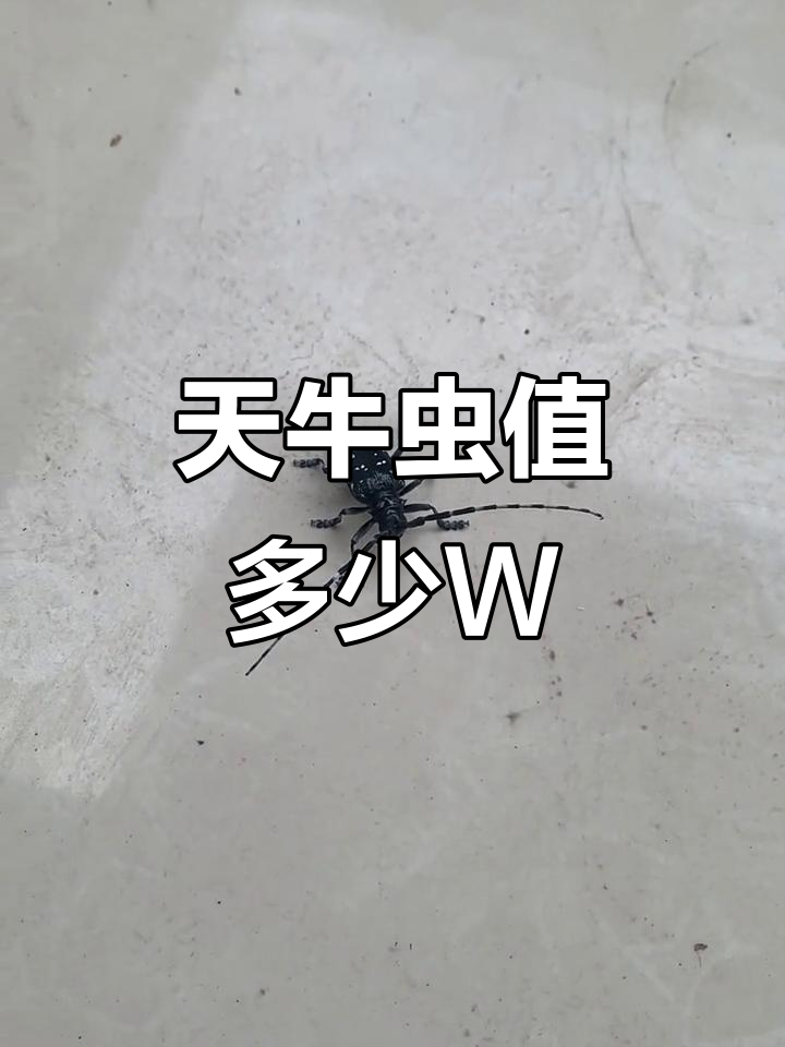 这只天牛虫到底值多少钱?在线等答案!