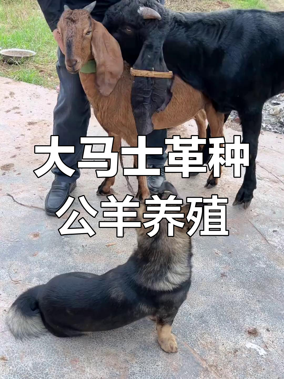 农村种养殖致富项目大全(2021年农村种植养殖创业项目大全)