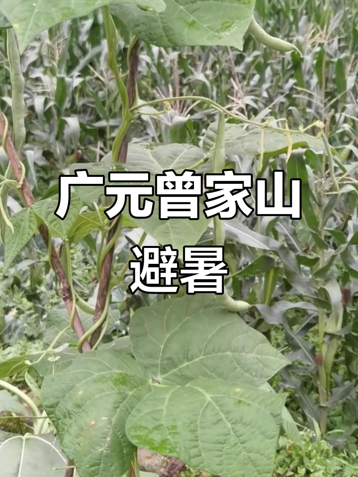 曾家山天气预报天气大全