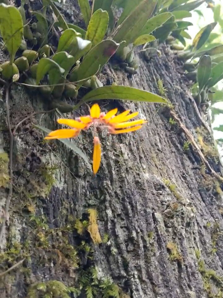 石橄榄开花图片欣赏图片