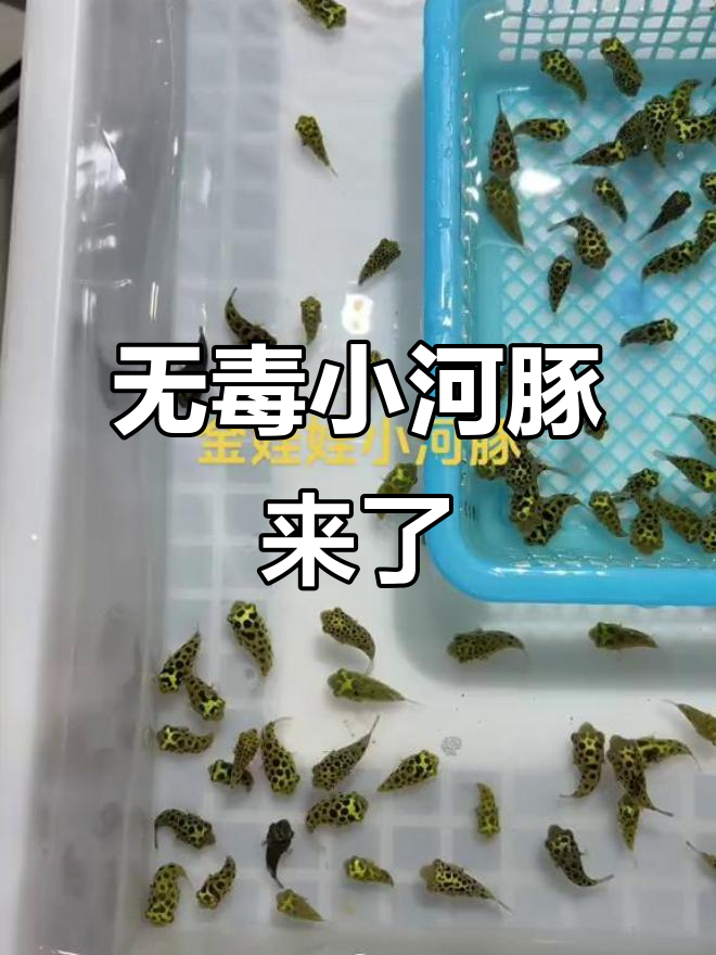 见过无毒可爱小河豚吗?呆萌潜水艇鱼来啦!