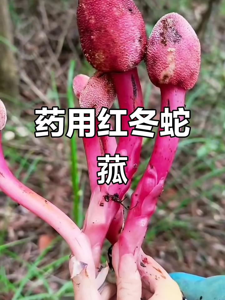 红冬蛇菰有清热解毒,止血等功效,需遵医嘱使用