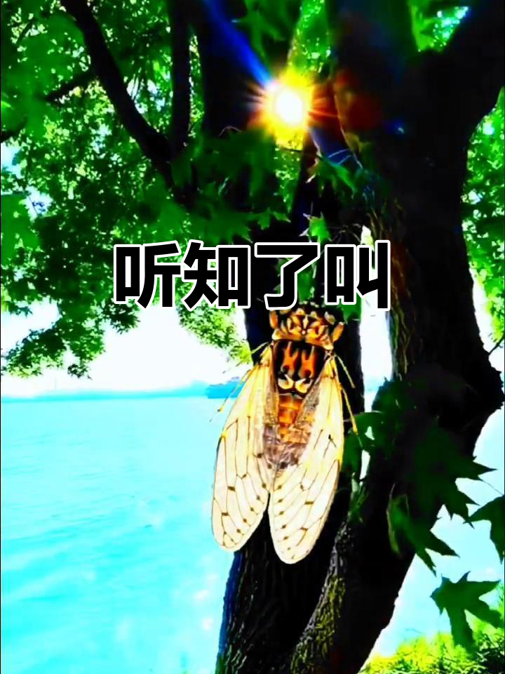 知了叫声大合奏,听听夏日的声音