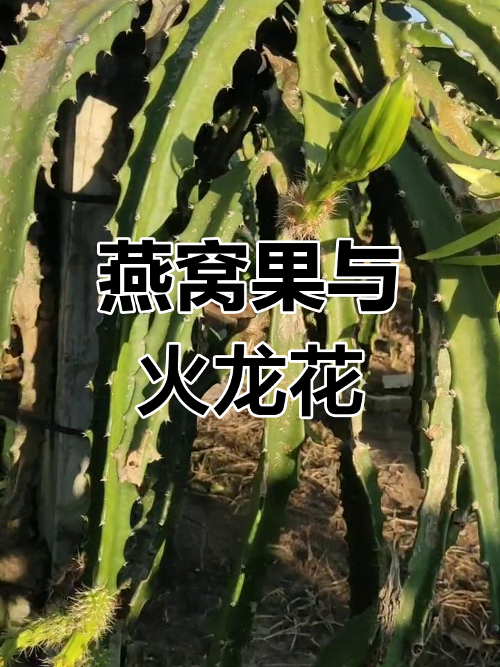 红皮燕窝果开花惊艳,火龙果也爱展示美丽花朵