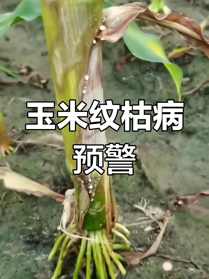 玉米纹枯病来袭,连阴雨天气加重病害影响