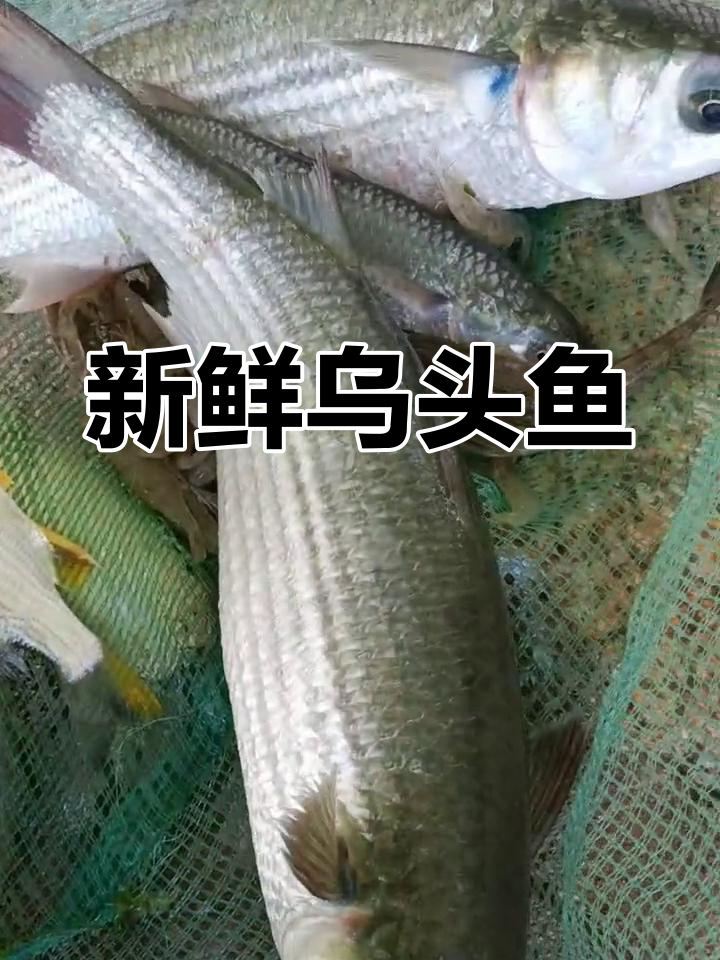抓到乌头鱼,看看这美味