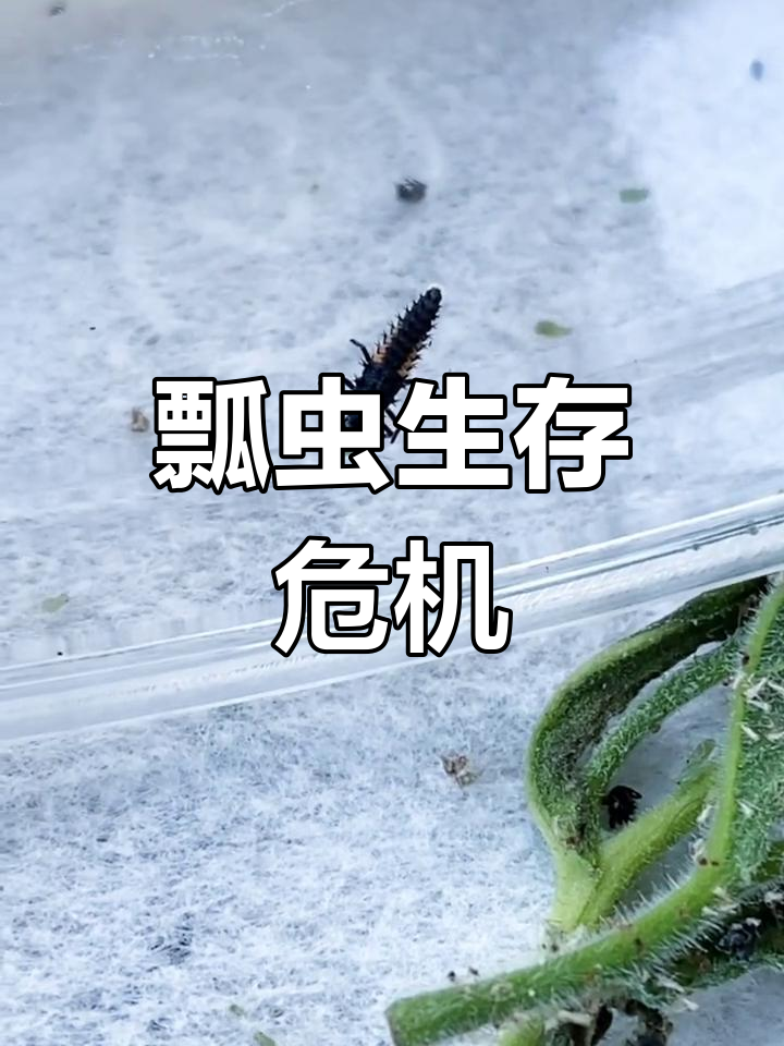 40个瓢虫卵仅存10只,放养或许能救活它们