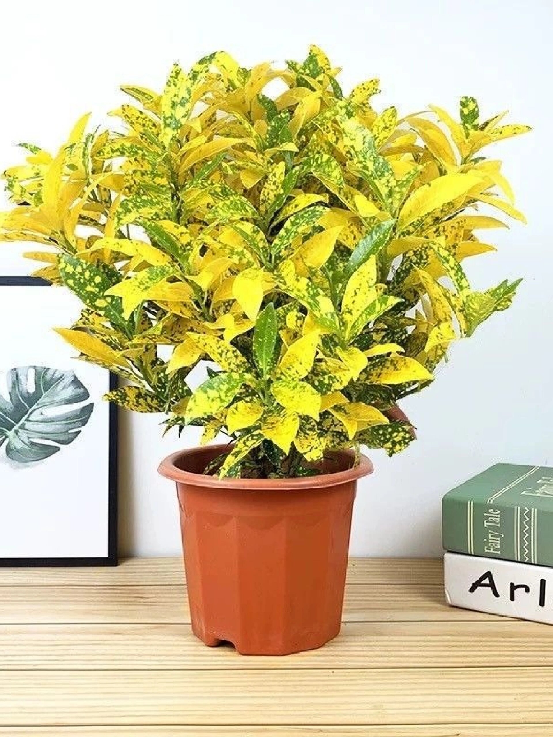 黄金树盆栽晒金珊瑚客厅植物花卉绿植除甲醛