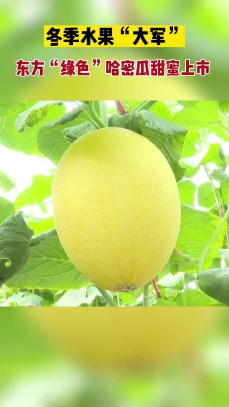 东方"绿色"哈密瓜甜蜜上市-度小视