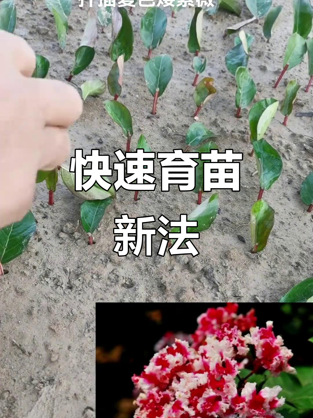高温下快速扦插,矮紫薇15天生根,苗木繁殖更高效