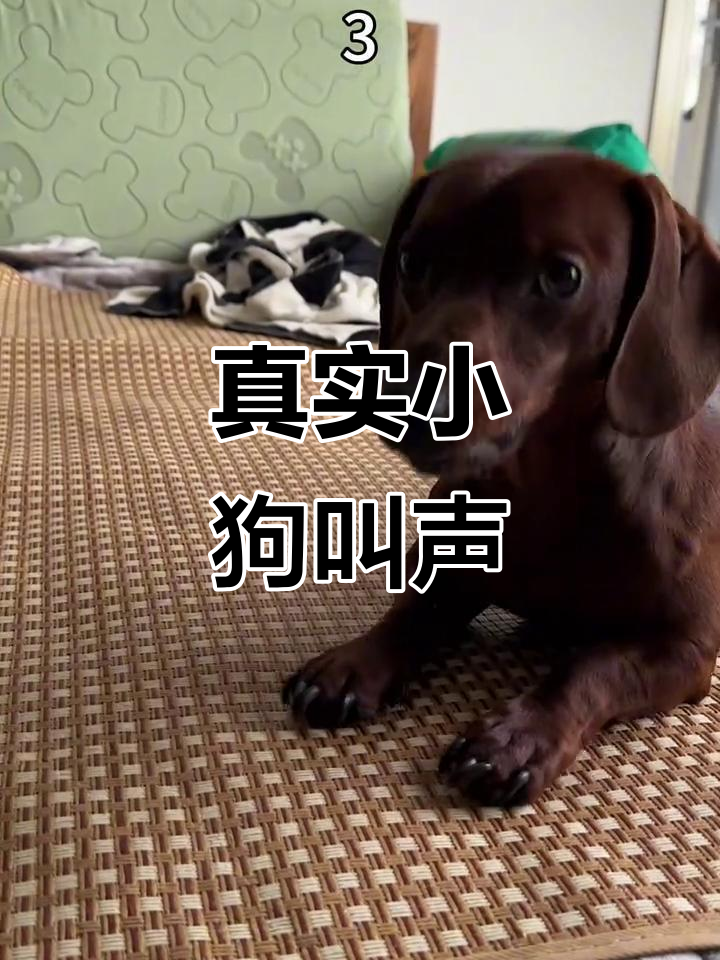 小狗叫声大揭秘,哪个才是真正的汪汪声?