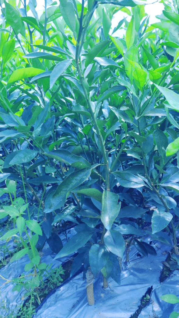 长叶香橙苗 12月成熟 可留果到6月 优秀长叶香橙果苗-度小视