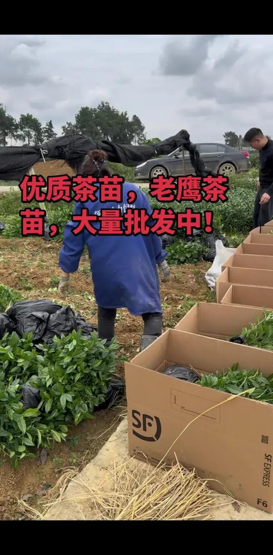 茶苗,老鹰茶苗大量批发中!