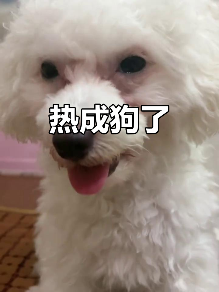 夏天热到吐舌头,狗狗也受不了!