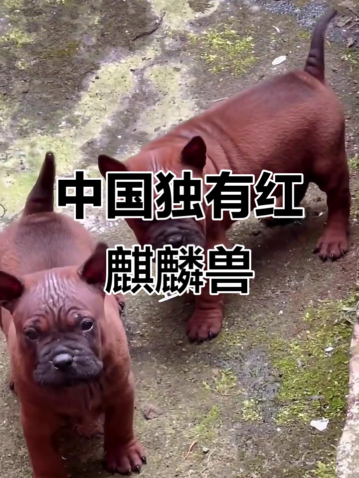 稀有神秘中国本土红色麒麟兽,古老原生犬种揭秘