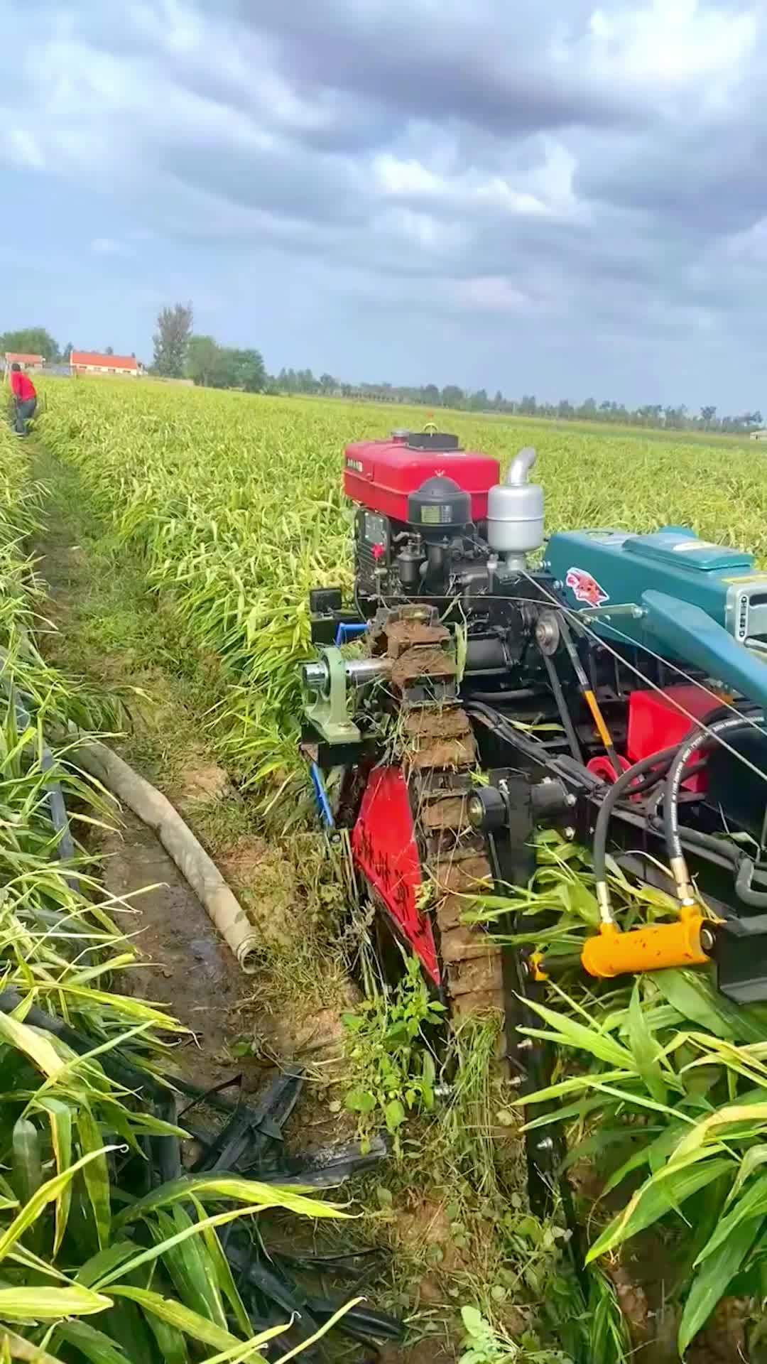 大姜收穫機,18馬力起姜機,收姜機,手扶鏈軌出姜機,一小時出姜2畝地