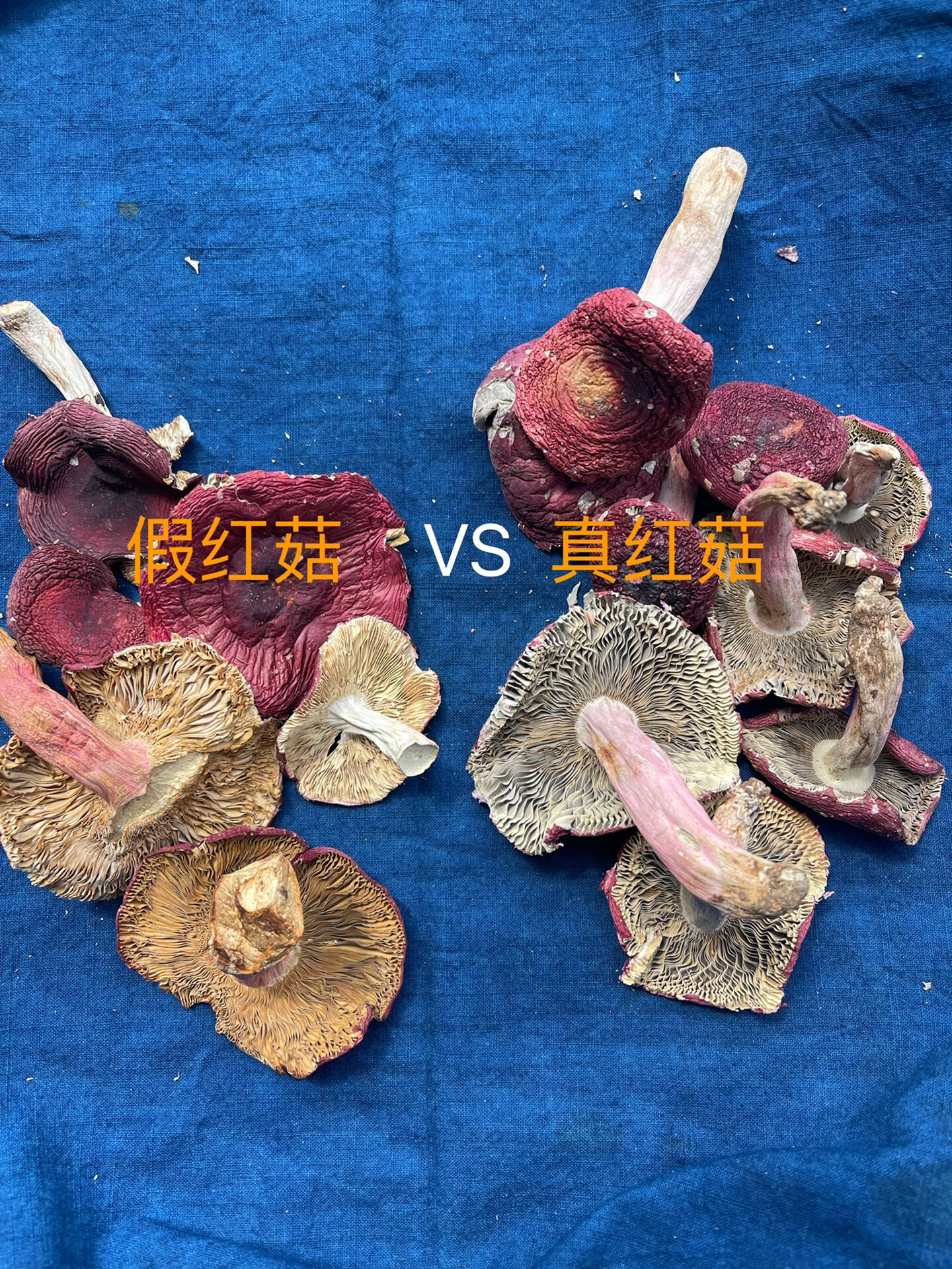 真红菇(正红菇)和假红菇的区别