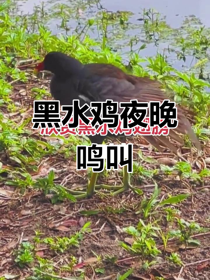 夜游黑水鸡叫声大揭秘,听!