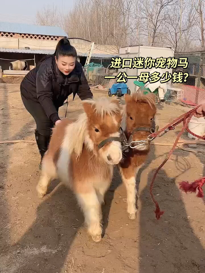 矮马价格,宠物马