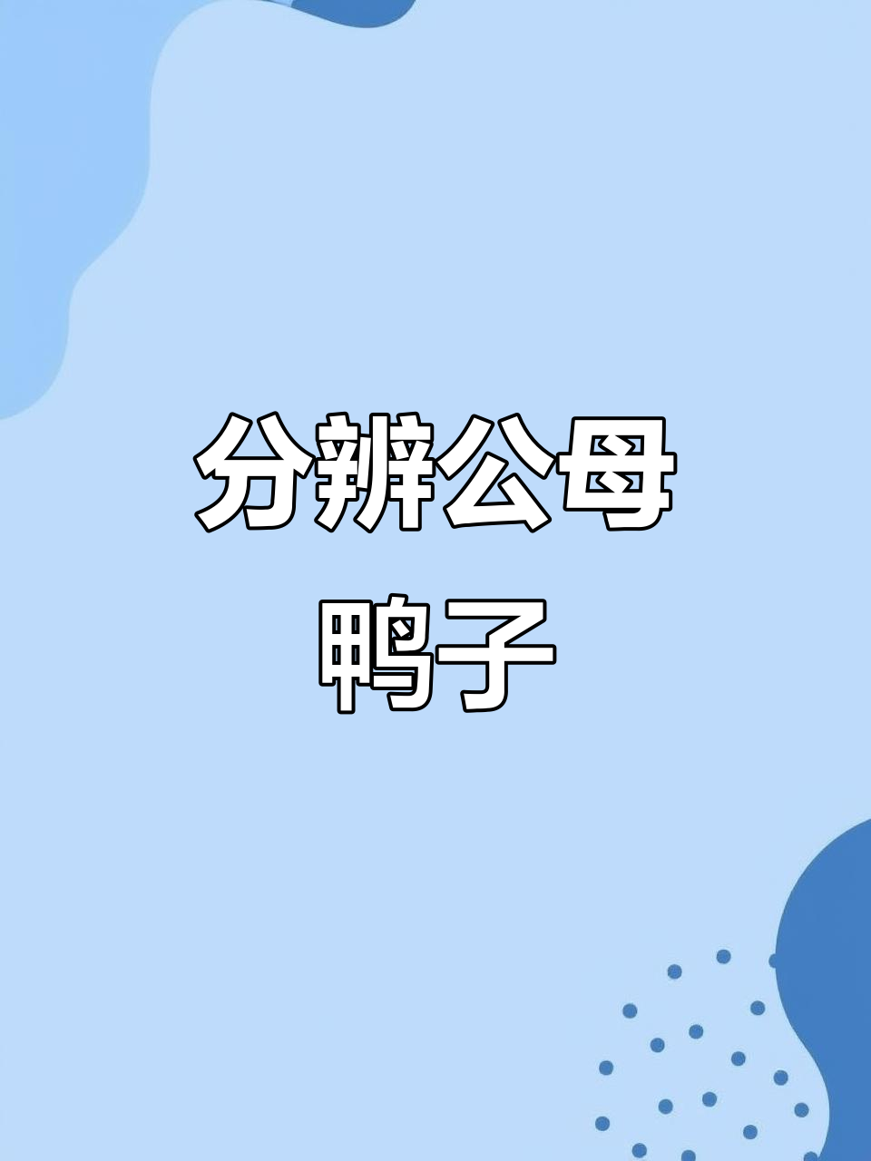如何区分公鸭和母鸭的性别特征