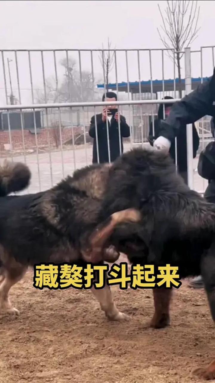 藏獒幼犬,纯种藏獒看看