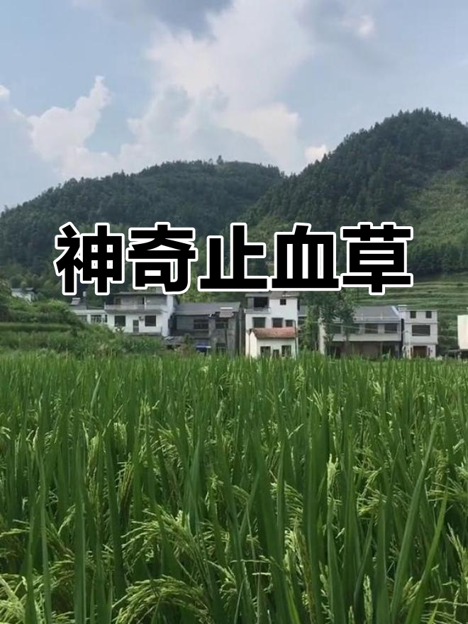 田埂上的镰刀草,咬碎敷伤口能迅速止血,效果惊人!