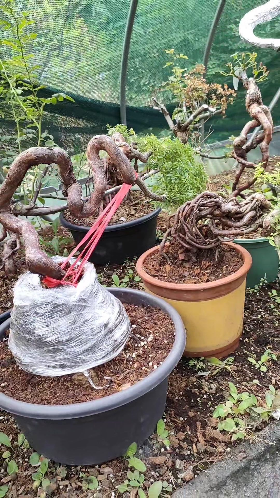漂亮的月季提根盆景,换个盆和土,静等开花 养花小知识 盆景 花卉绿植