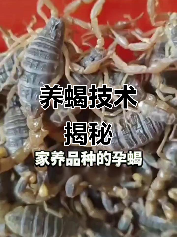 人工饲养蝎子,恒温育种技术让繁殖更高效