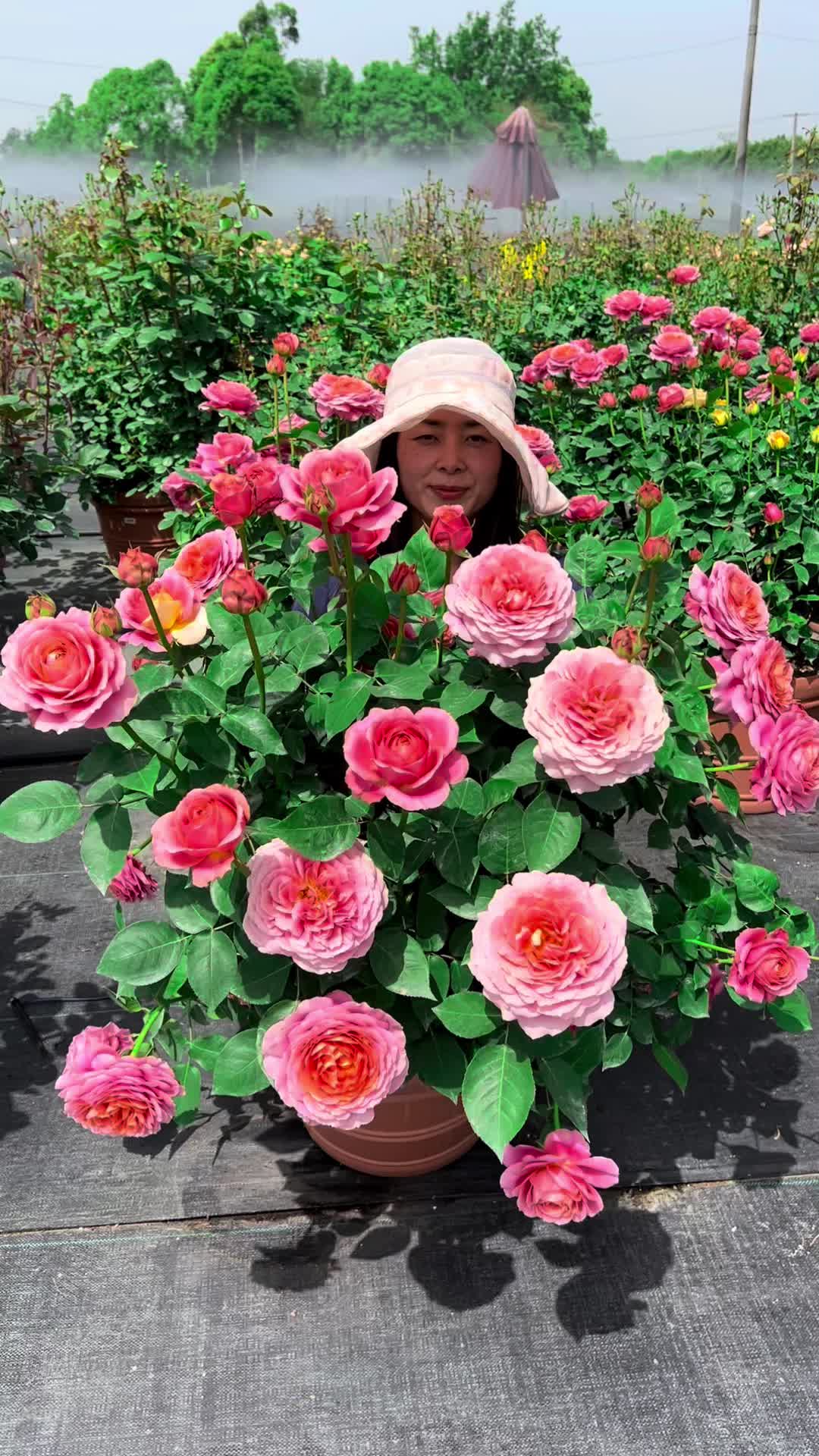 月季经典品种之「浪漫古董」玉子的心得介绍