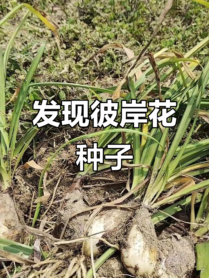 农村的神奇彼岸花种子,竟然能见到这个!