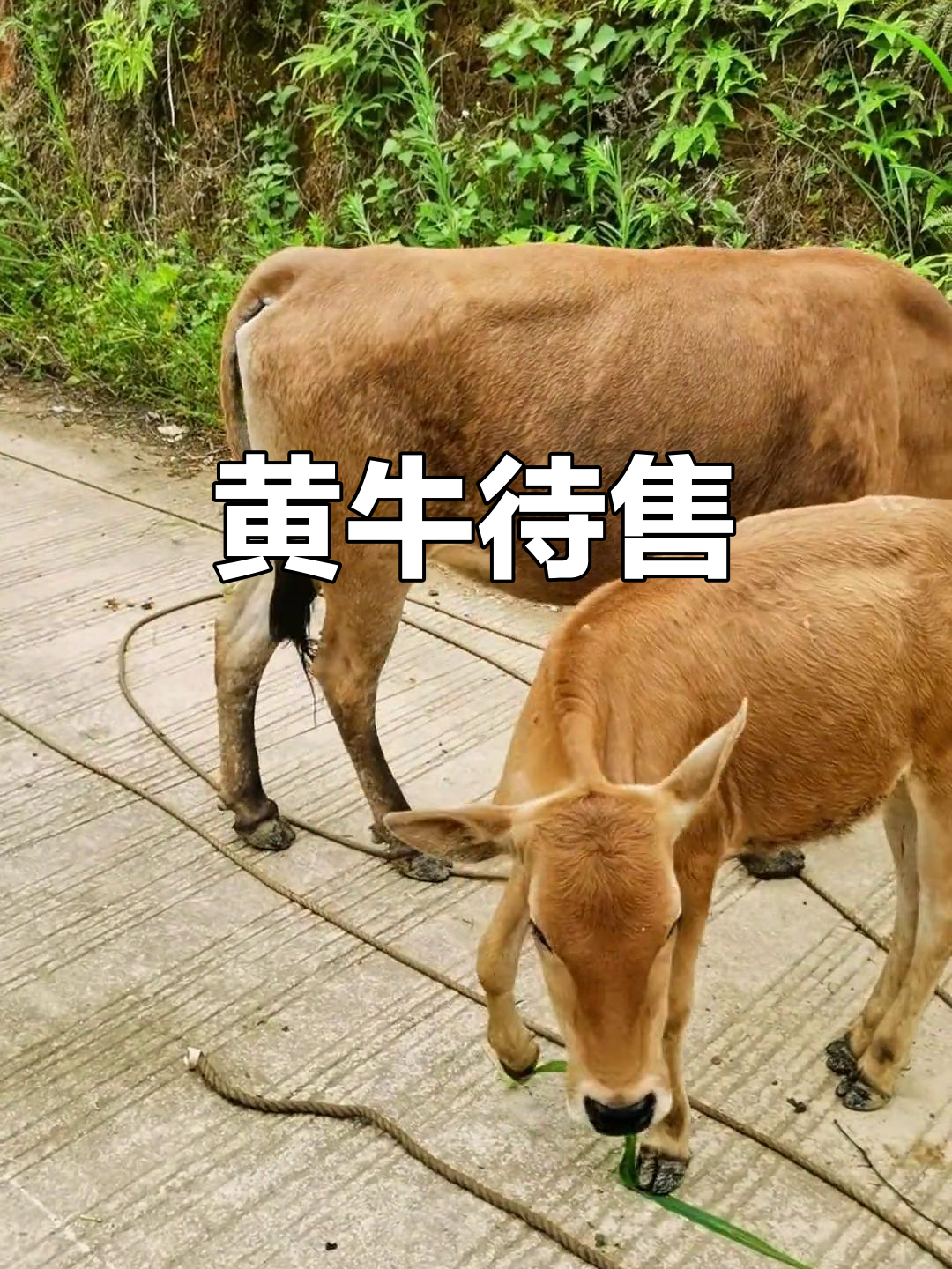 包含东直门中医院"找黄牛真的那么厉害吗"的词条