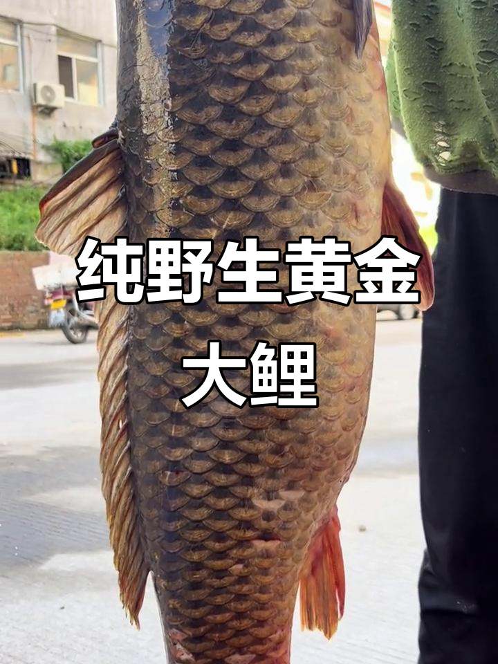 乌苏里江野生大鲤鱼,二十四斤重超罕见