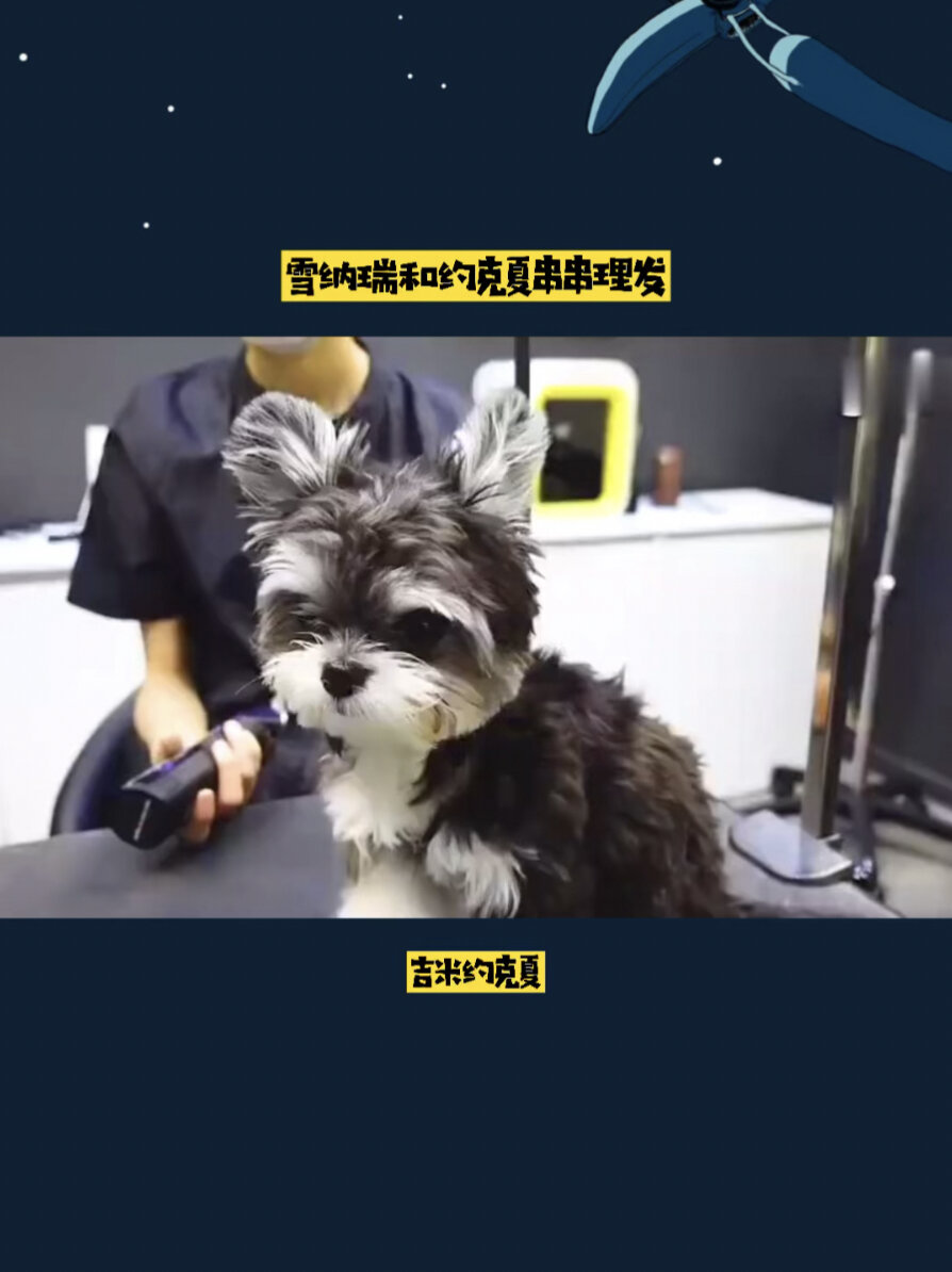 约克夏和雪纳瑞串串理发也太可爱了