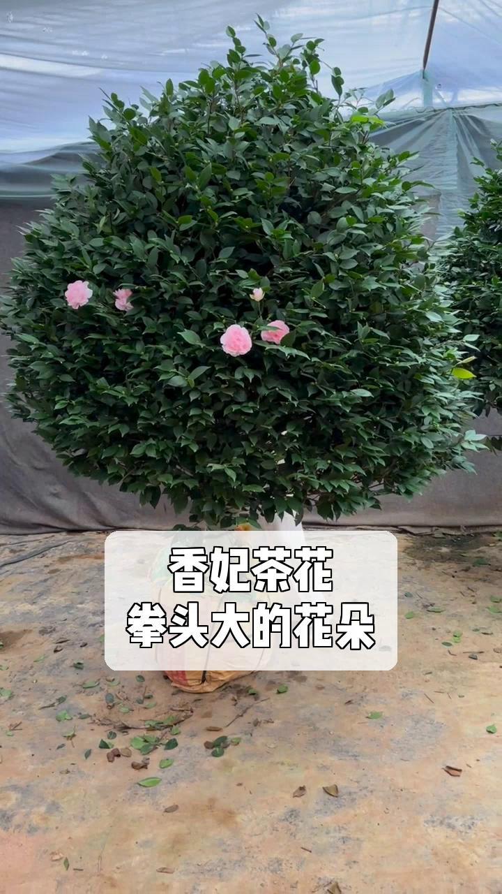 香妃茶花养殖方法图片