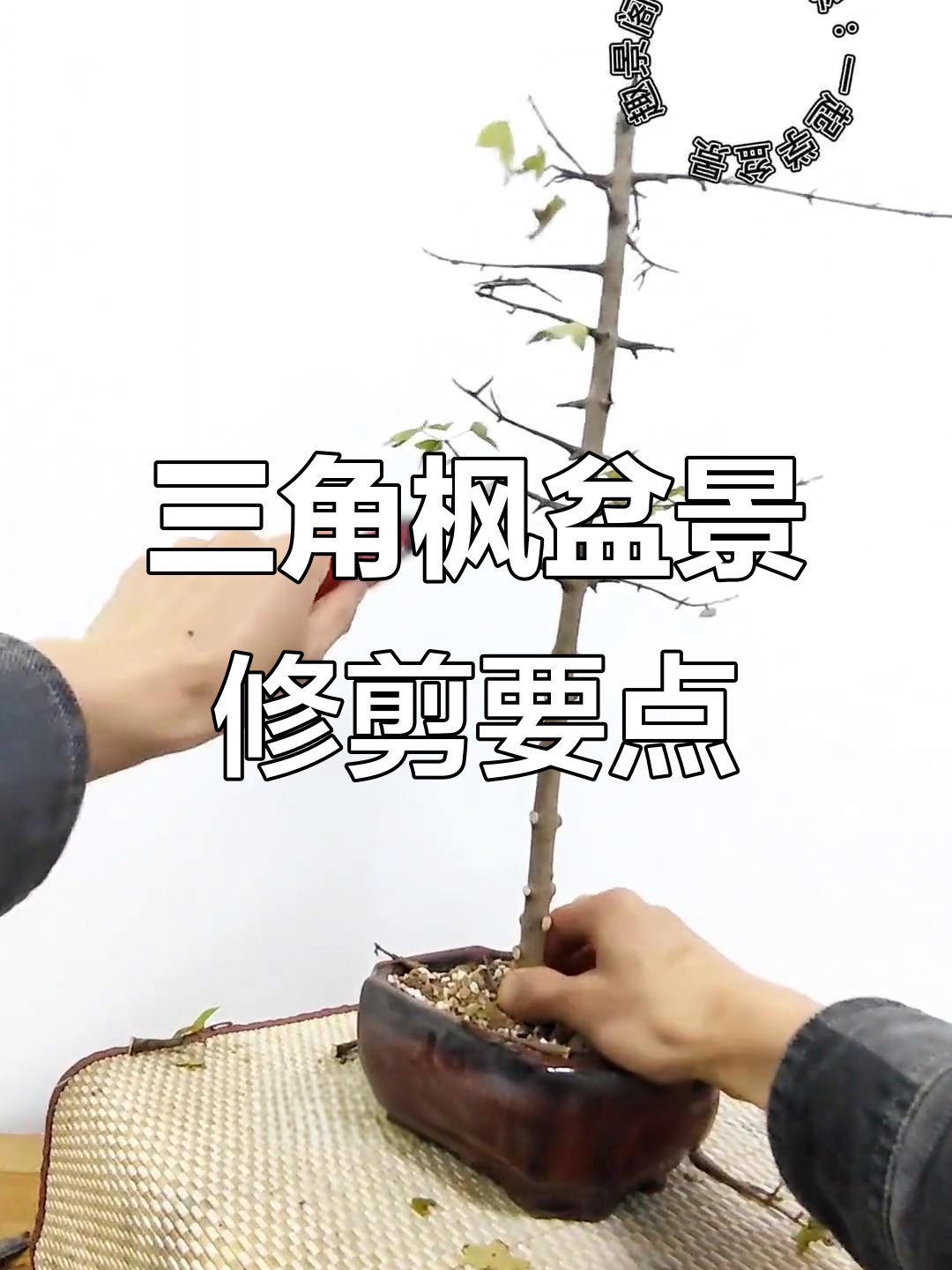 三角枫盆景修剪技巧:如何打造完美飘枝与层次感