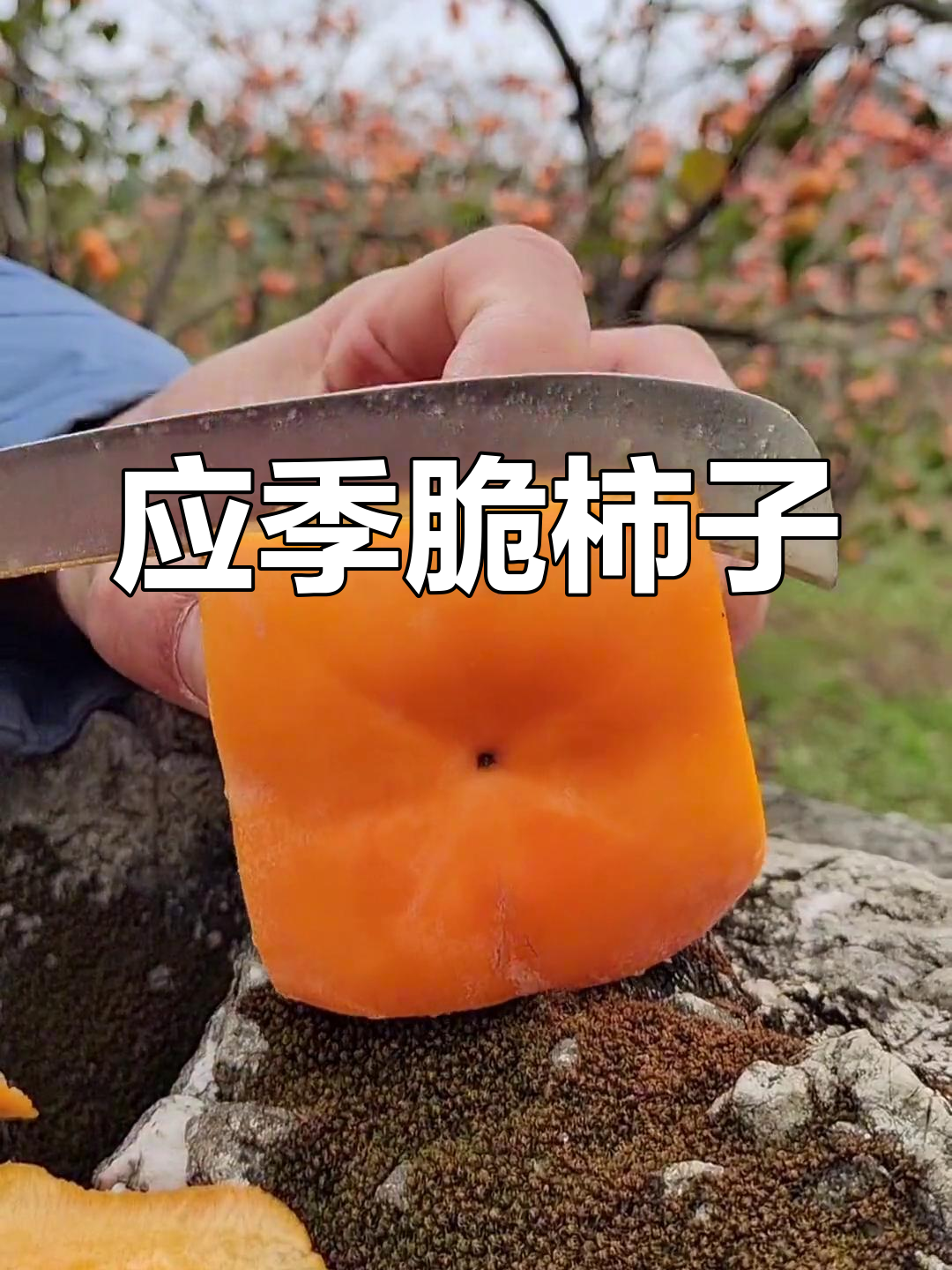 干柿子鲜柿子交给谁图片