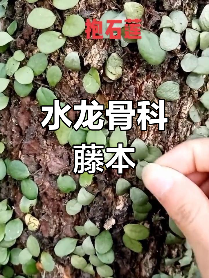 抱石莲 药用图片