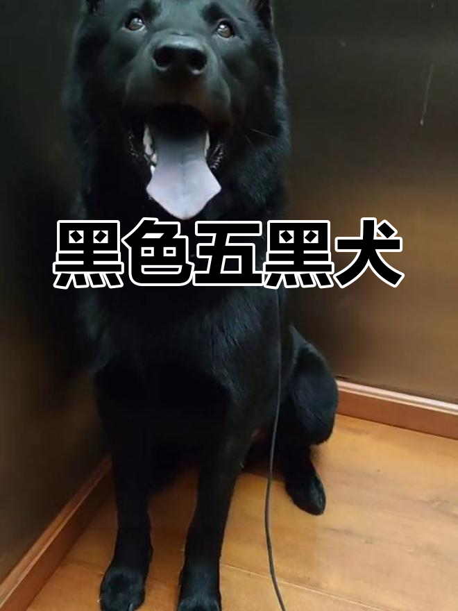 大黑狗代表数字