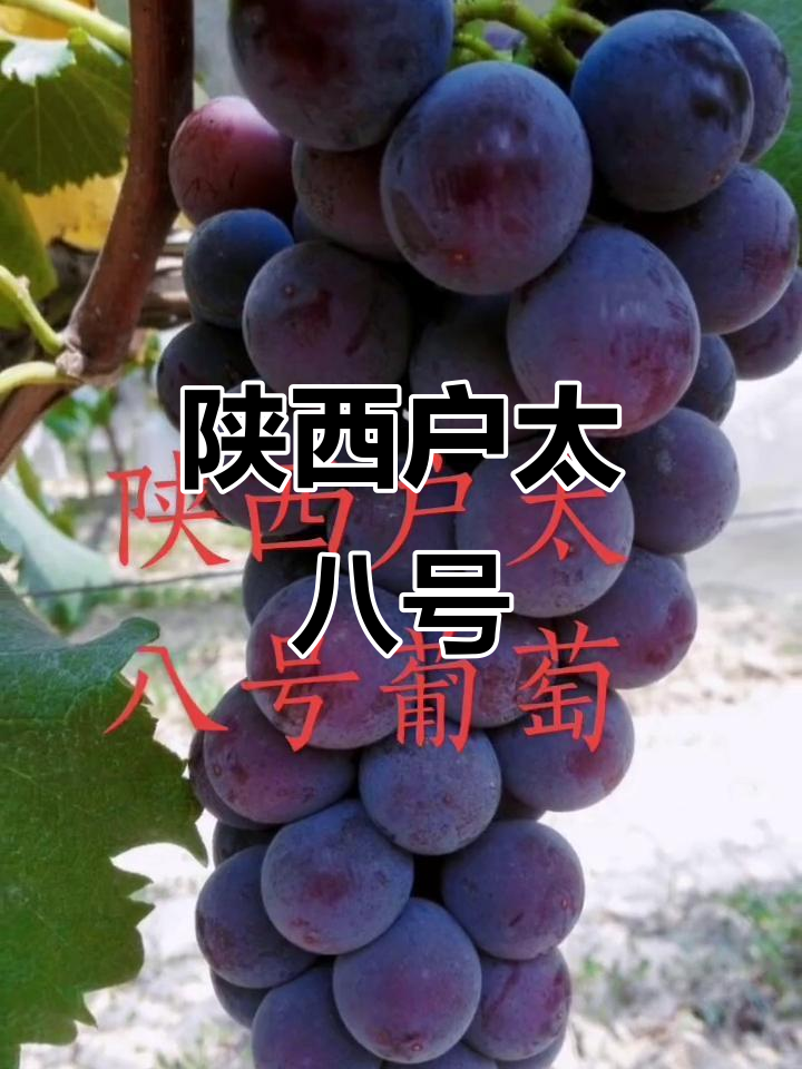 陕西户太八号葡萄,甜美多汁让人爱不释手!
