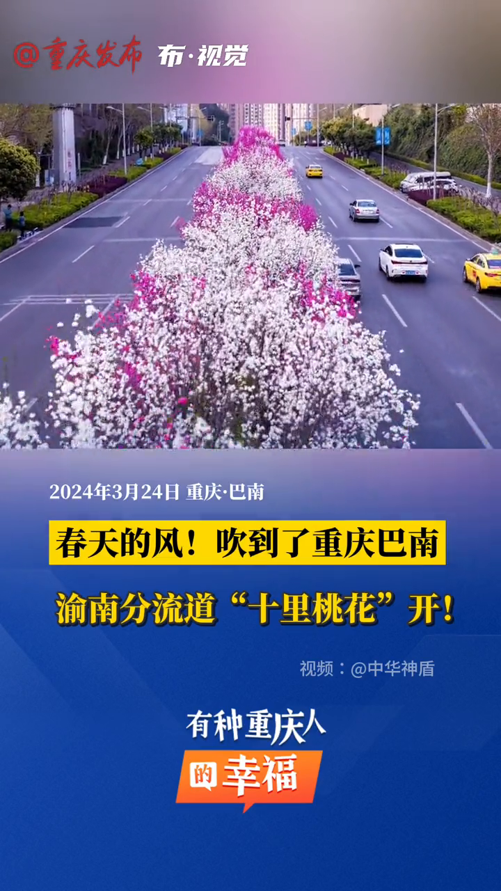 春意盎然,煞是好看!重庆渝南分流道"十里桃花"盛开!