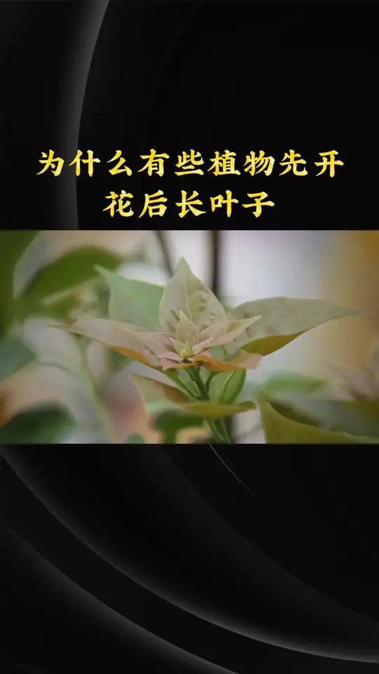 先开花再长叶图片