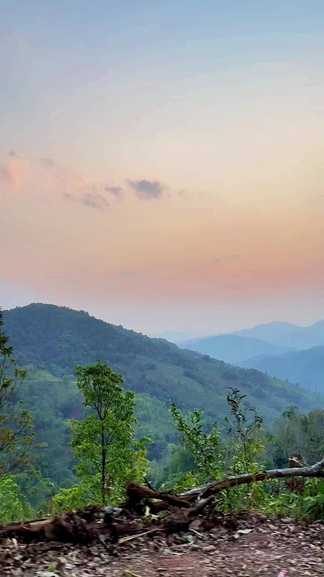 曼松王子山晚霞!茶山行 春茶采摘 人生不过一杯茶 风和自由 新茶上市